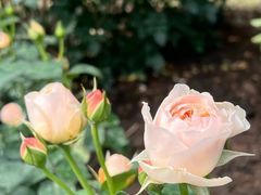 -人民公园(罗湖区)