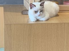 -CAT’S MEWSTAR CAFE·喵星球猫屋(晴湾咖啡店)
