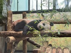 -上海野生动物园