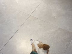 -伟伟宠物医院·CT影像中心·瑞派犬猫综合性门诊(汉口总院)
