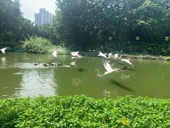 -广州长隆飞鸟乐园