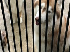 -TrueLove @ Neverland (Husky Cafe)
