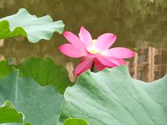 -陈家山荷花公园