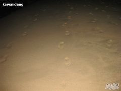 -西涌国际滨海旅游区