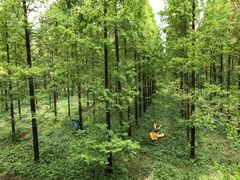 -黄海国家森林公园