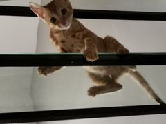 -莓超疯