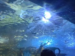 -太平洋海底世界