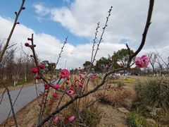 -上海长兴岛郊野公园