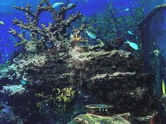 -上海海昌海洋公园