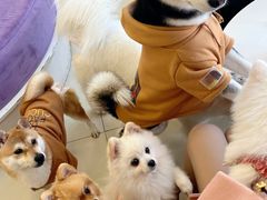 -怪兽屋·羊驼·猫咖·狗咖(俊华广场店)