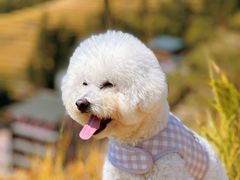 -龙脊梯田