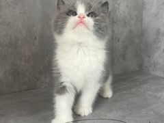 -小猫来了·猫舍(红山六九七九店)