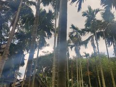-海南槟榔谷黎苗文化旅游区