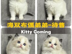 -小猫来了·猫舍(红山六九七九店)