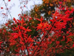 -桃花岭景区