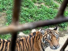 -贵州森林野生动物园