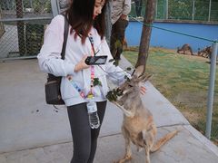 -西霞口神雕山野生动物世界