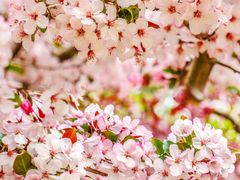 -海棠花溪(元大都城垣遗址公园)