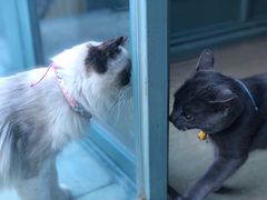 -喵屿·大理花园猫咖