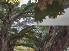-福建土楼(南靖)景区