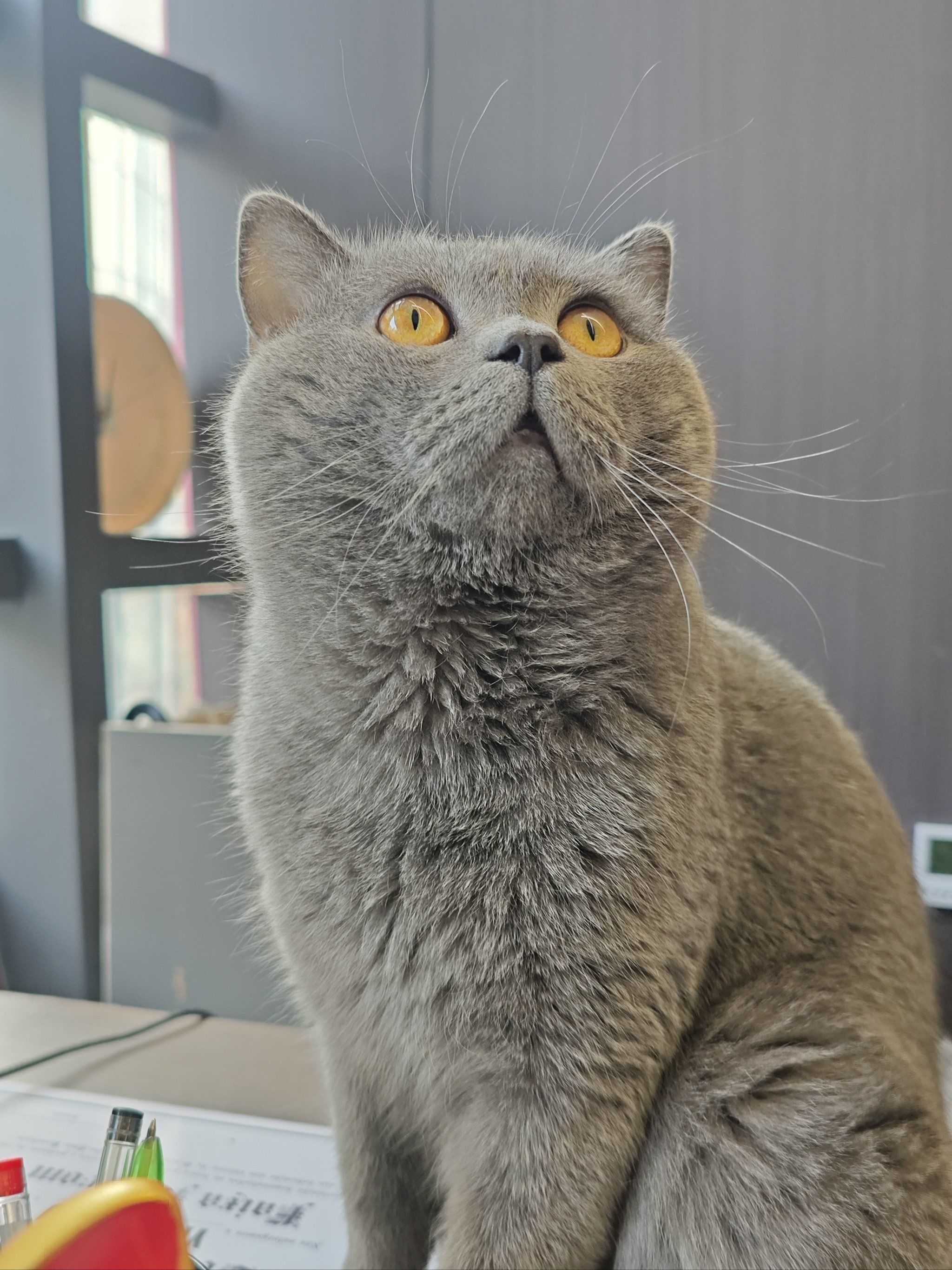 健身房的呆呆猫