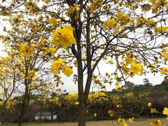 -天适樱花悠乐园