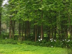 -桤木河湿地公园