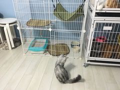 -喵的天空名猫咖啡馆·撸猫·猫舍·用品