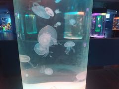 -苏州海洋馆