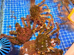-连鹭海鲜·海肠捞饭·海胆饭(星海店)