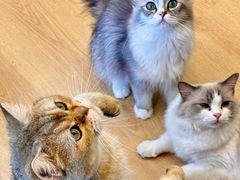 -有喵·猫咖·狗咖·30几只猫10只小狗(岗厦店)