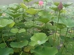 -上海鲜花港