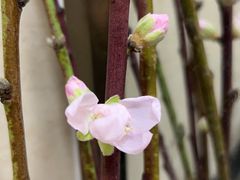 -花椒笑成都小馆(百脑汇店)