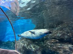 -上海海洋水族馆