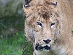 -西霞口神雕山野生动物世界