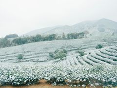 -白茶原·一片叶子