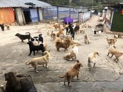 -成都爱之家动物救助中心