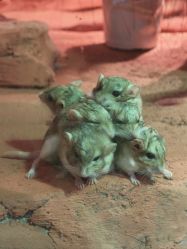 -Zoolung Zoolung动物主题公园(海信广场店)