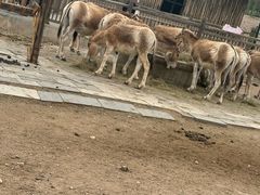 -大青山野生动物园