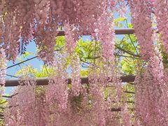 -嘉定紫藤园
