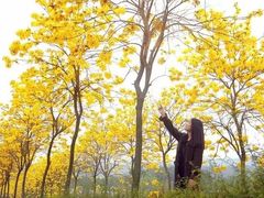 -天适樱花悠乐园