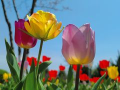 -永定河休闲森林公园