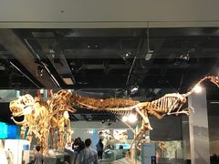 -墨尔本博物馆(Melbourne Museum)
