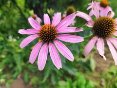 -石家庄市植物园