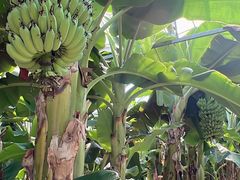 -MOJ coffee(瓯海泽雅水碓坑店)