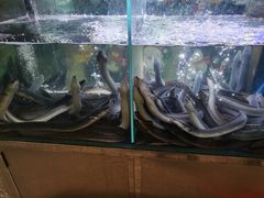 -本炙炭烤·蒲烧活鳗料理店(金沙洲店)