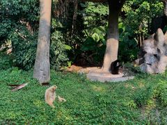 -深圳野生动物园
