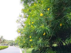 -深圳湾公园(南山区)