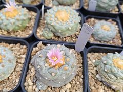 -瑞虹新天地月亮湾