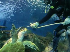 -上海海洋水族馆